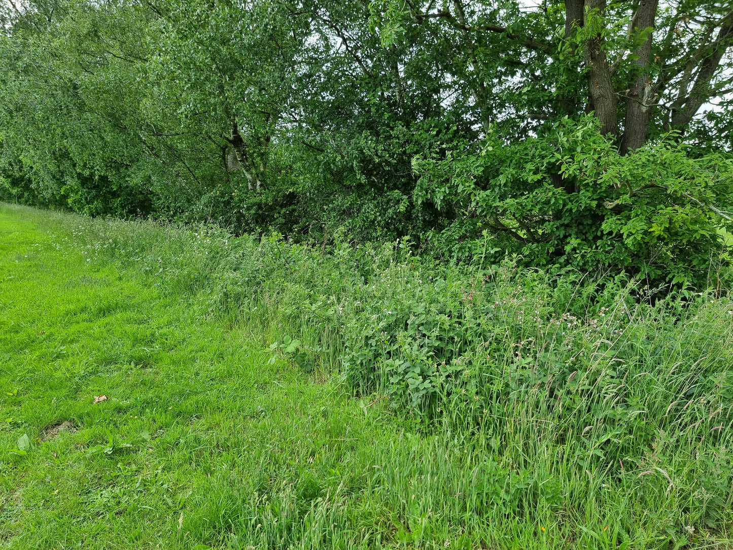 Green grass and bushes with trees in the background