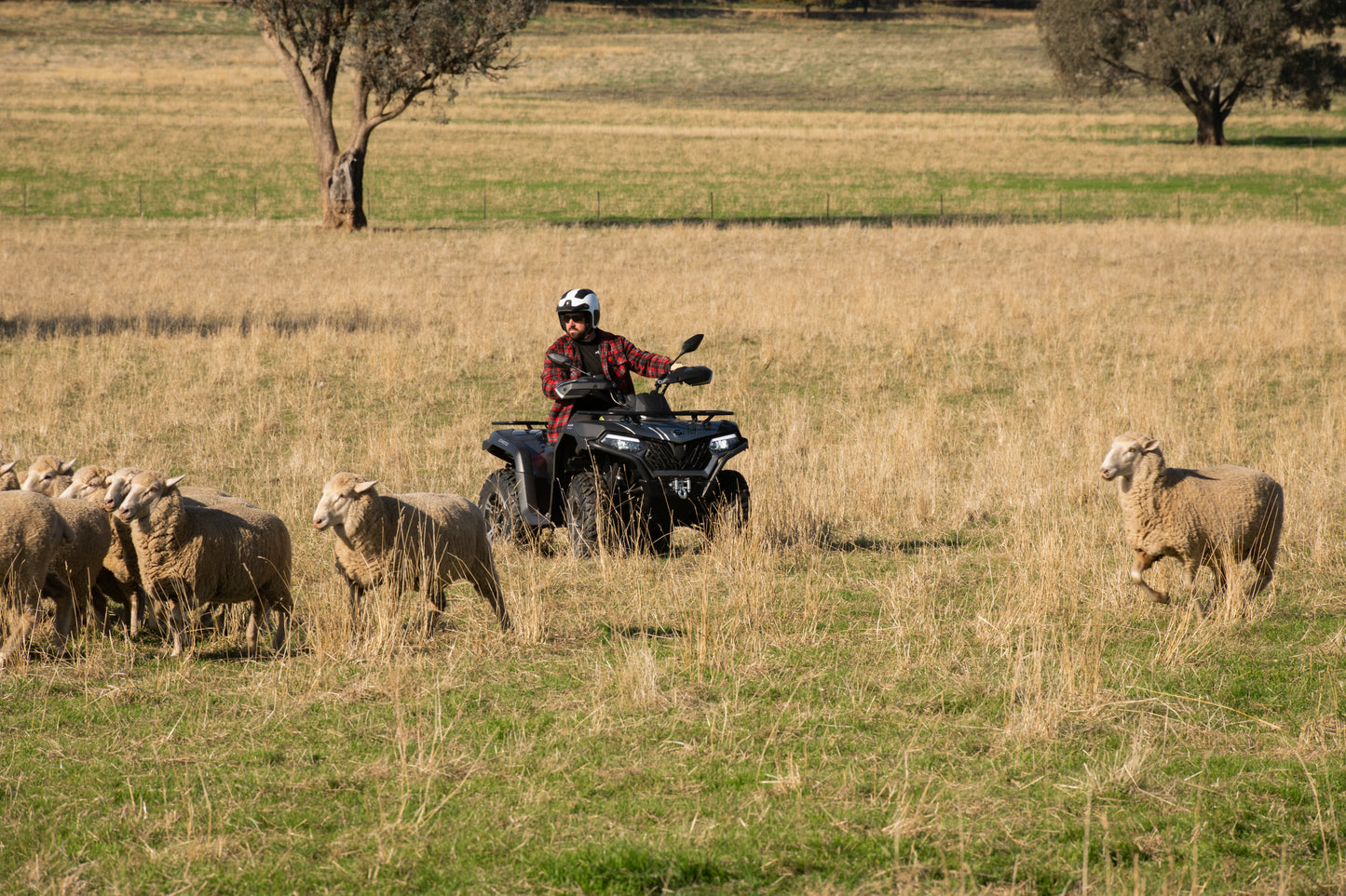 Person on a CFMOTO ATV surrounded by sheep in a grassy field
