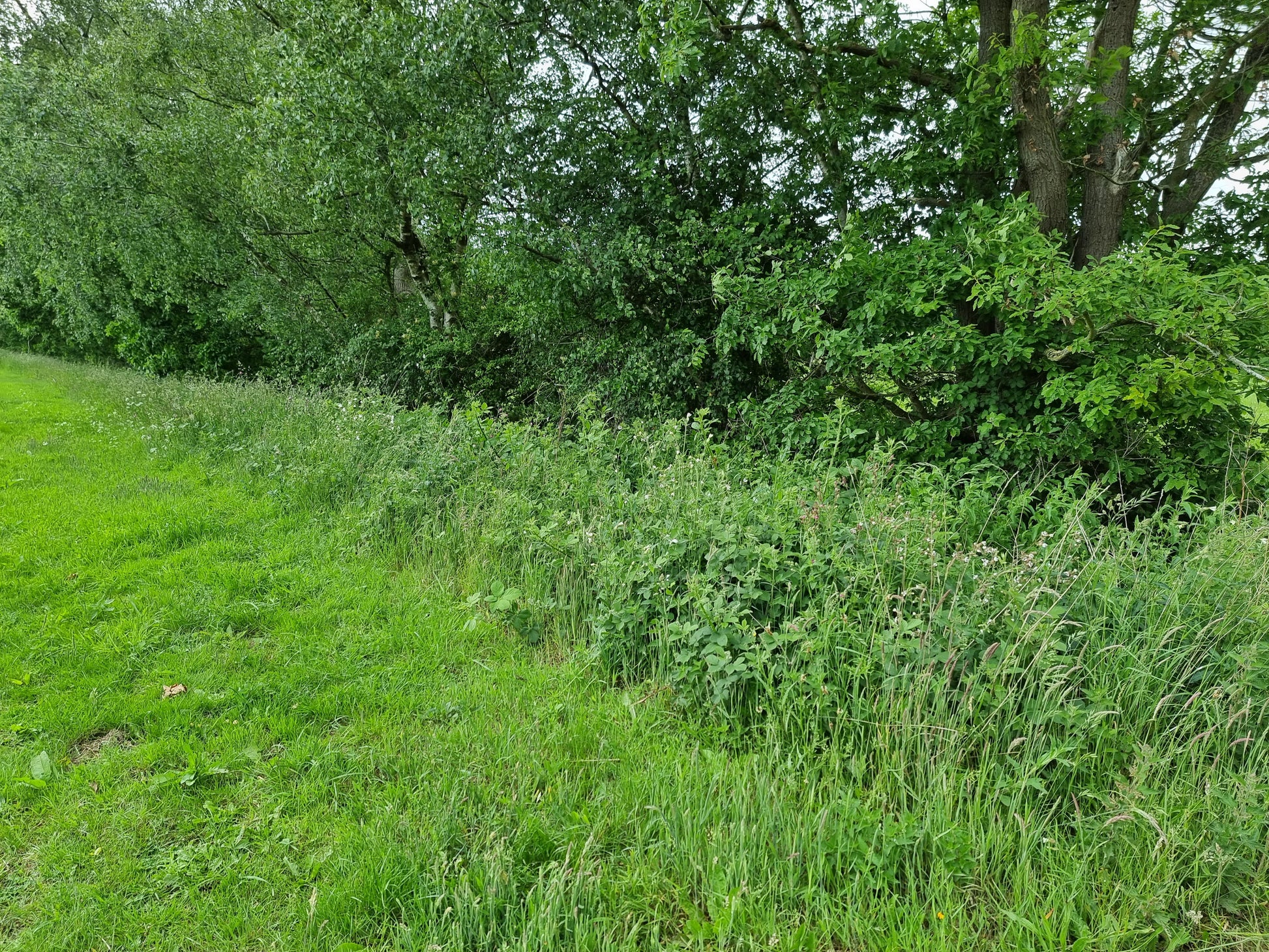 Green grass and bushes with trees in the background