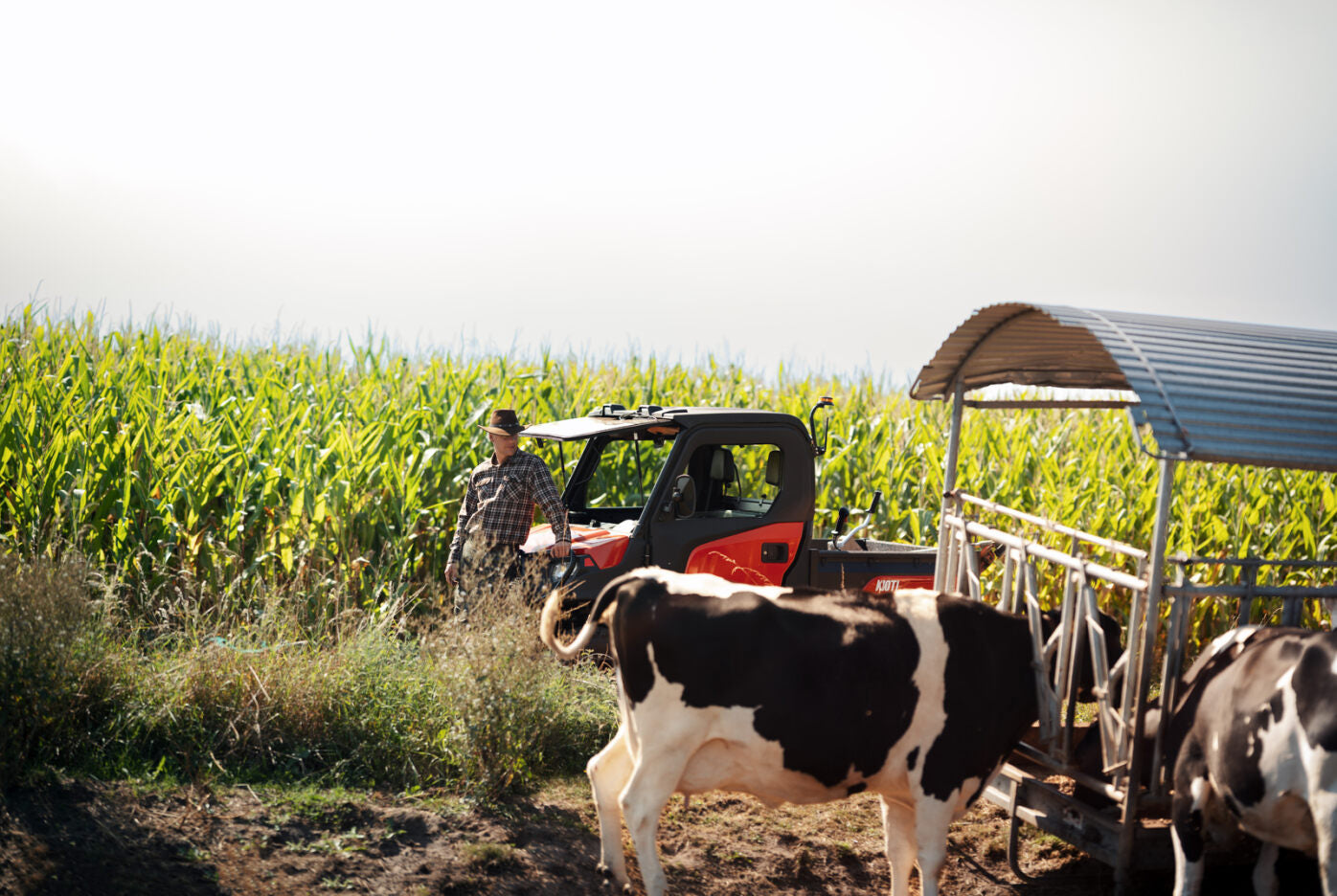 Man standing next to a Kioti K9 in a cornfield with cows nearby