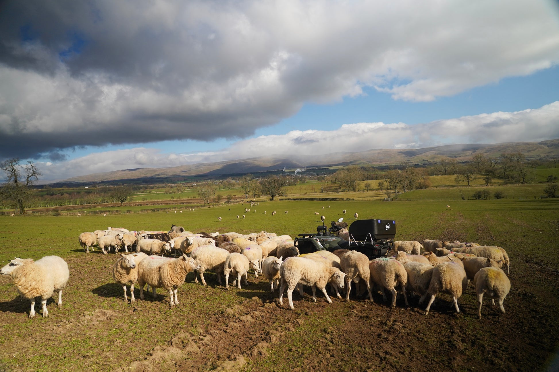 CFMOTO quad bike behind some sheep grazing in a field with a scenic landscape and cloudy sky.