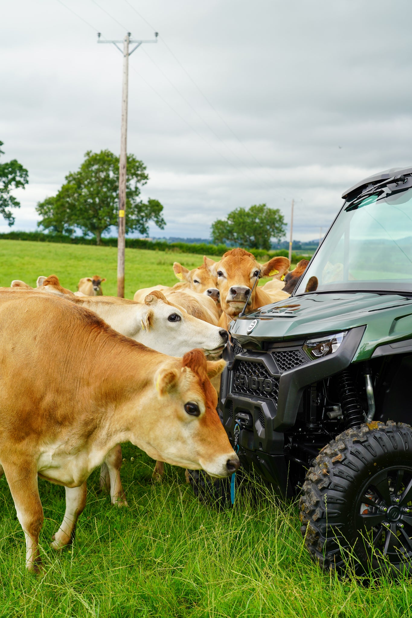 Cows interacting with a green CFMOTO U10 Pro UTV in a grassy field.