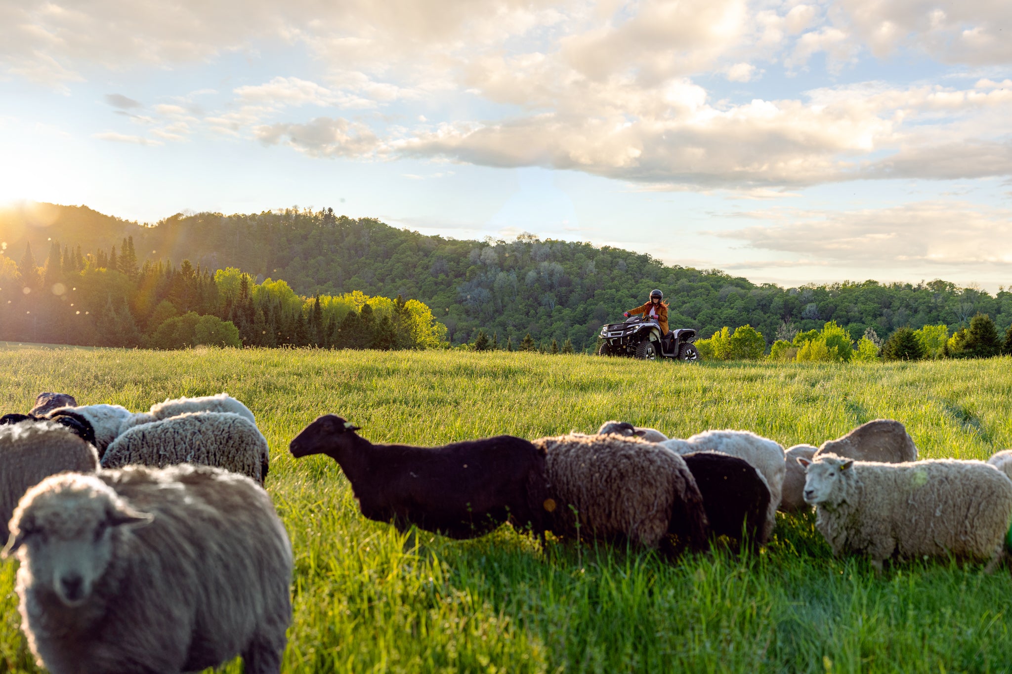 Sheep grazing in a field with a person on a Can-Am Outlander Electric ATV in the background