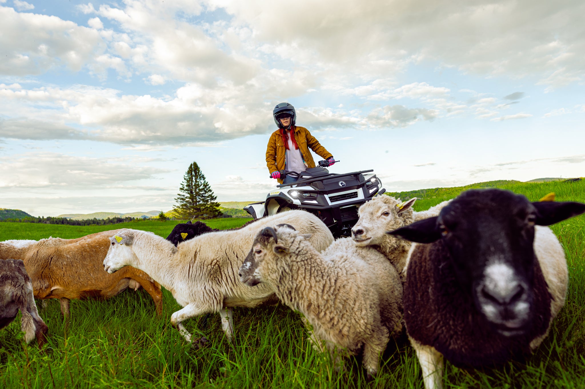 Person on a Can-Am outlander electric ATV surrounded by sheep in a grassy field with a scenic background