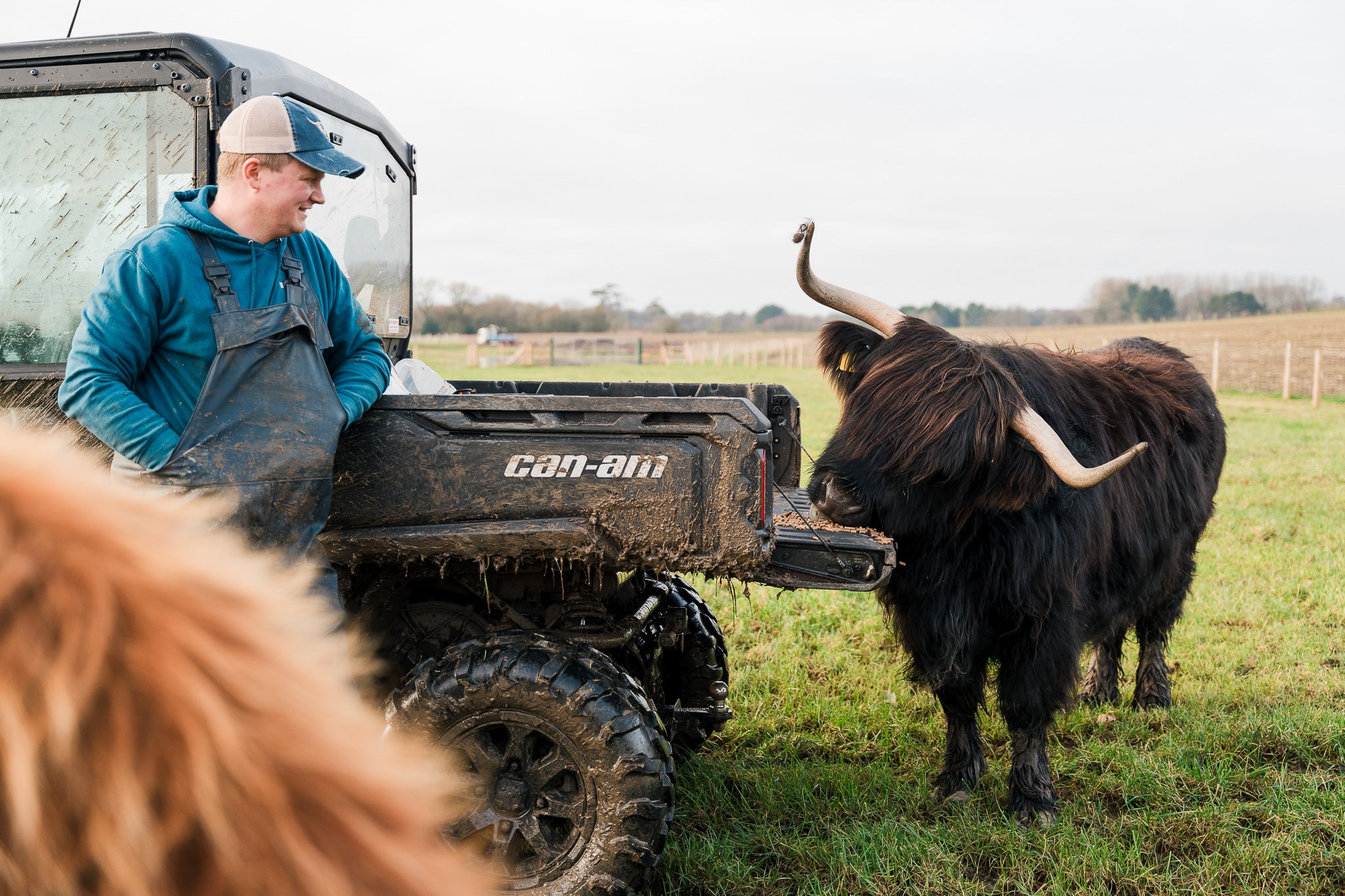 Man standing next to a Can-Am Traxter UTV with a large black cow in a field