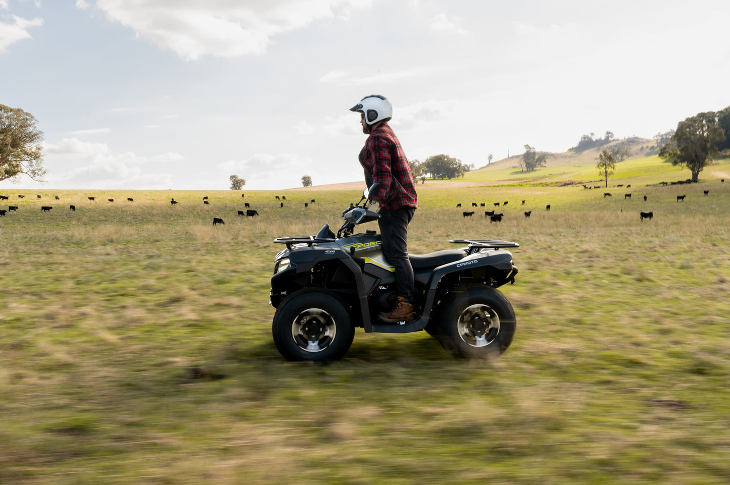 Person riding a CFMOTO quad bike in a grassy field with cows in the background