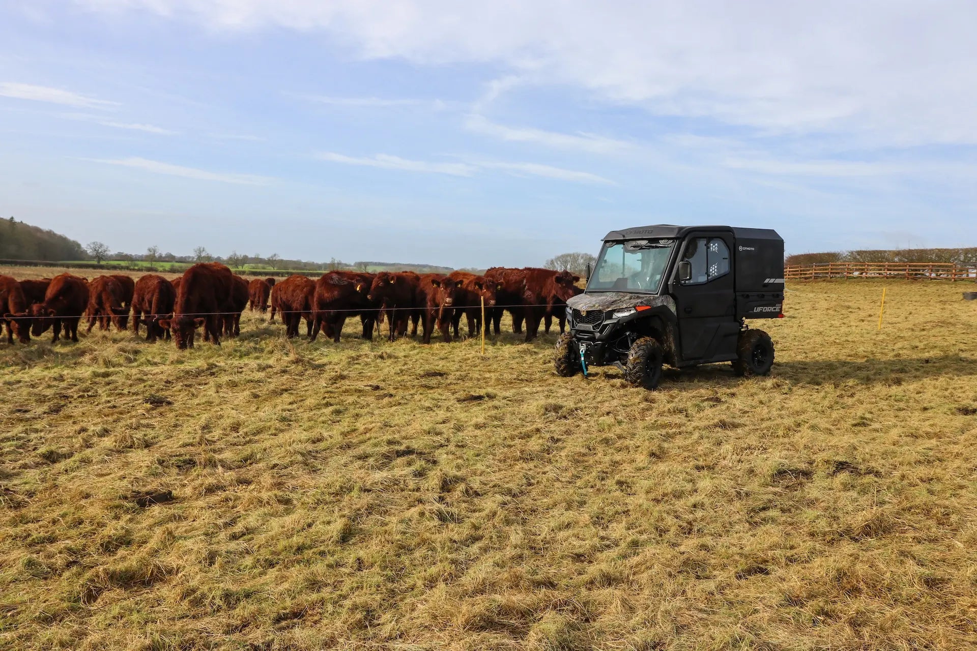 CFMOTO UFORCE 600 Highland UTV in a field with a group of cows.