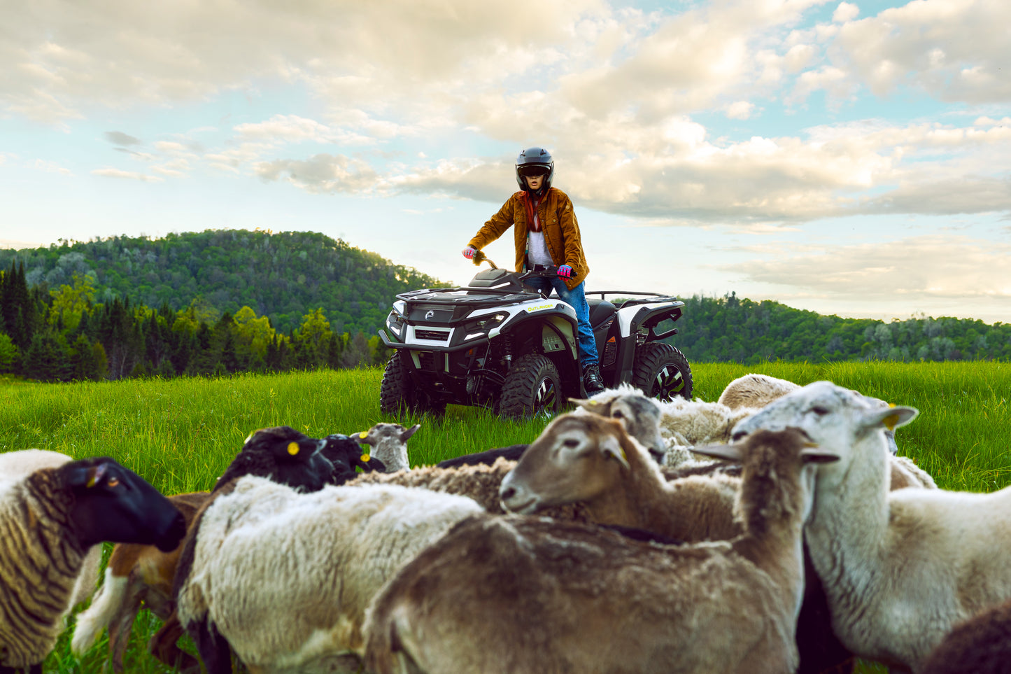 Person on a Can-Am ATV surrounded by sheep in a grassy field with mountains in the background
