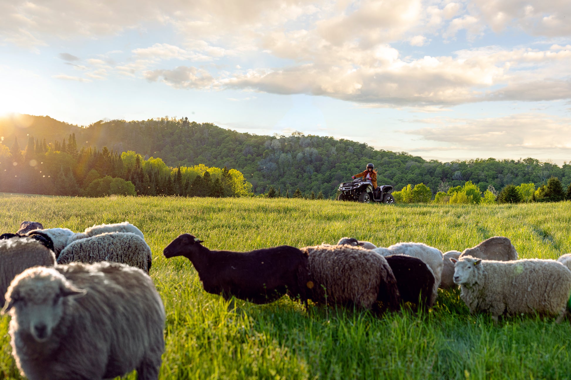 Shepherd on a Can-Am ATV with sheep in a grassy field