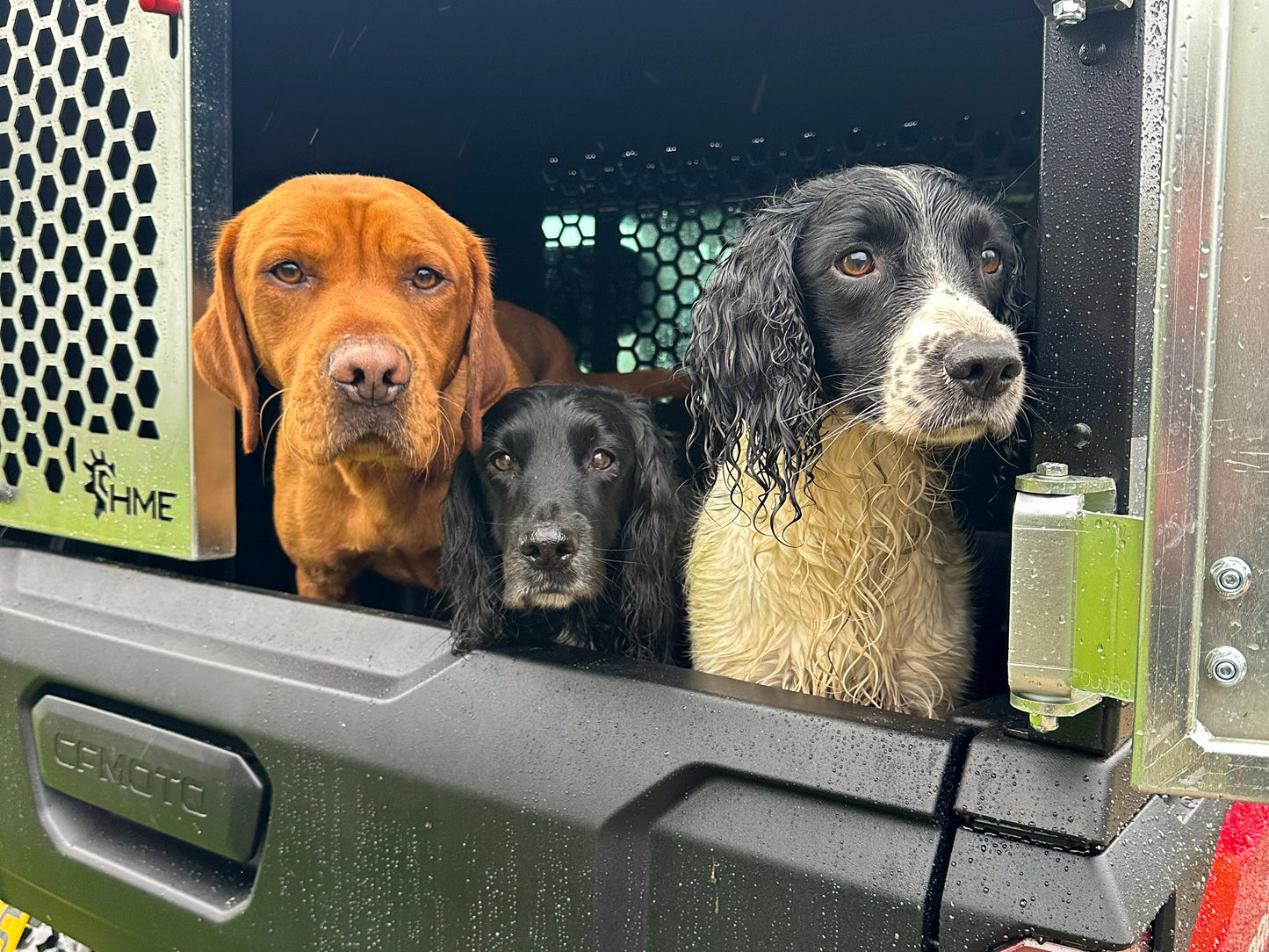 Three dogs in a CFMOTO U10 Pro UTV