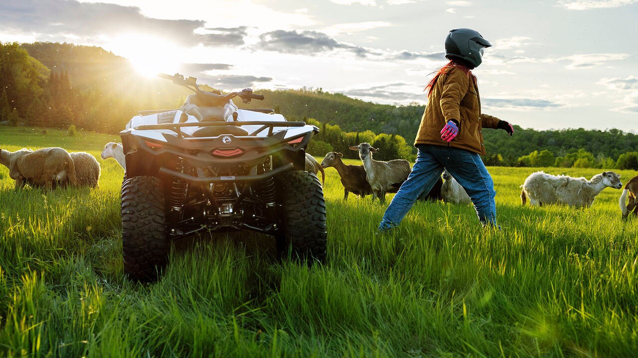 Person on a Can-Am ATV in a field with sheep at sunset