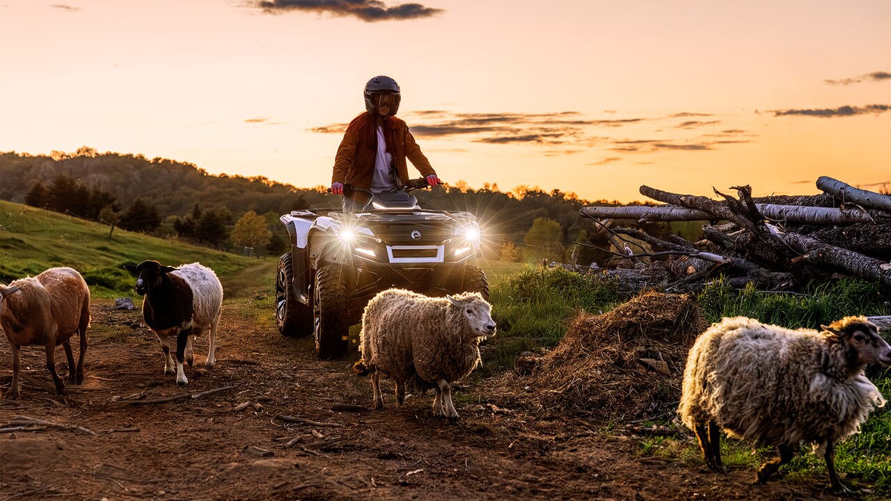 Person on a Can-Am ATV with sheep in a field at sunset
