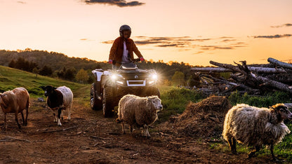 Person on a Can-Am ATV with sheep in a field at sunset